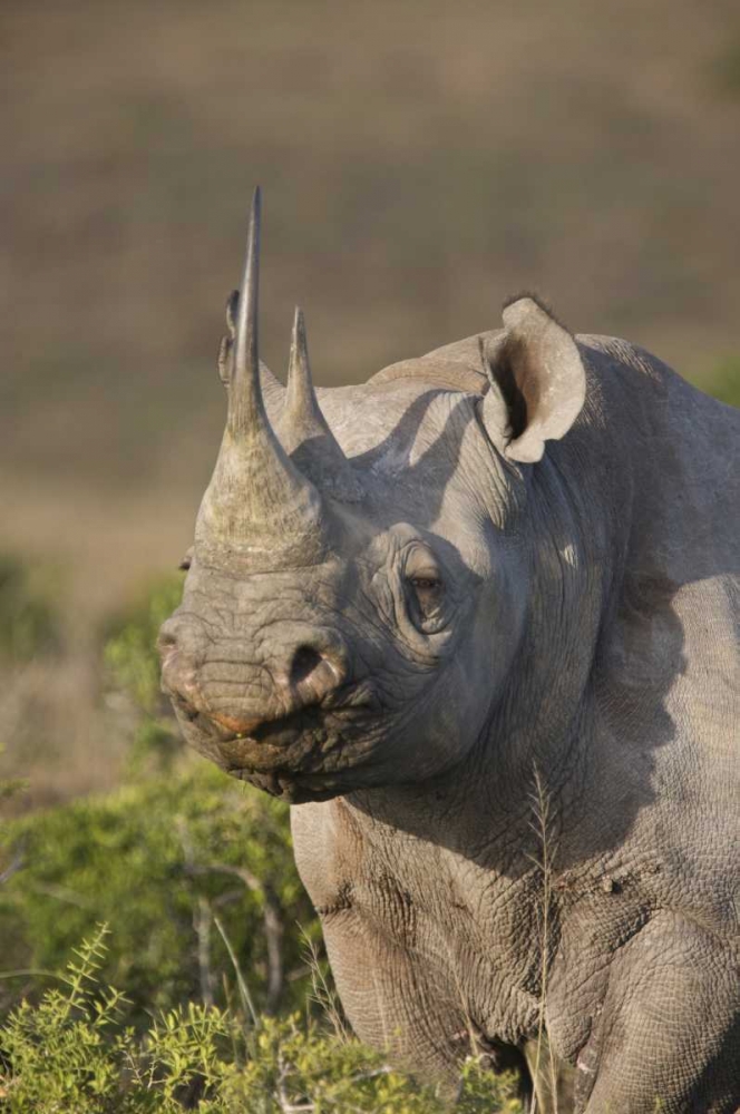 South Africa, Port Elizabeth, Black rhino grazing